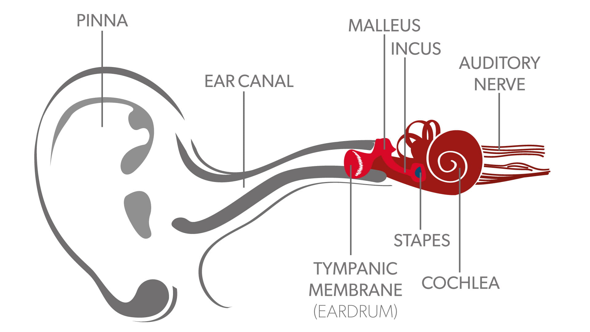 Illustration showing how the human ear works